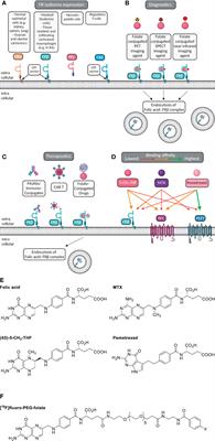 Folate Receptor Beta for Macrophage Imaging in Rheumatoid Arthritis